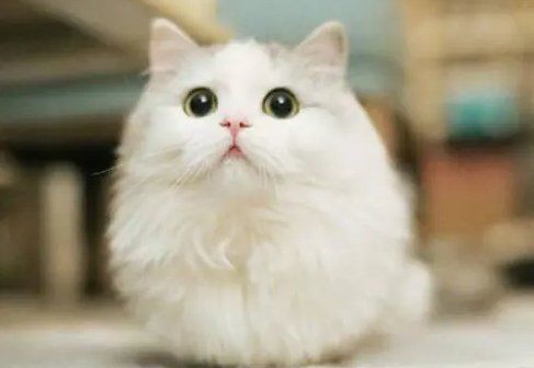 Highlights of Shaneika Shaneika - Cat Eye Crystal Eyeglasses Sha frame glases - 1