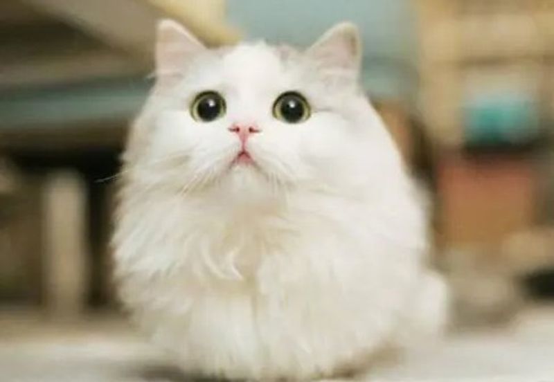 Highlights of Shaneika Shaneika - Cat Eye Crystal Eyeglasses Sha frame glases - 1